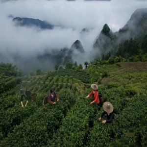 陸羽留香綠茶“雅”陶罐禮盒