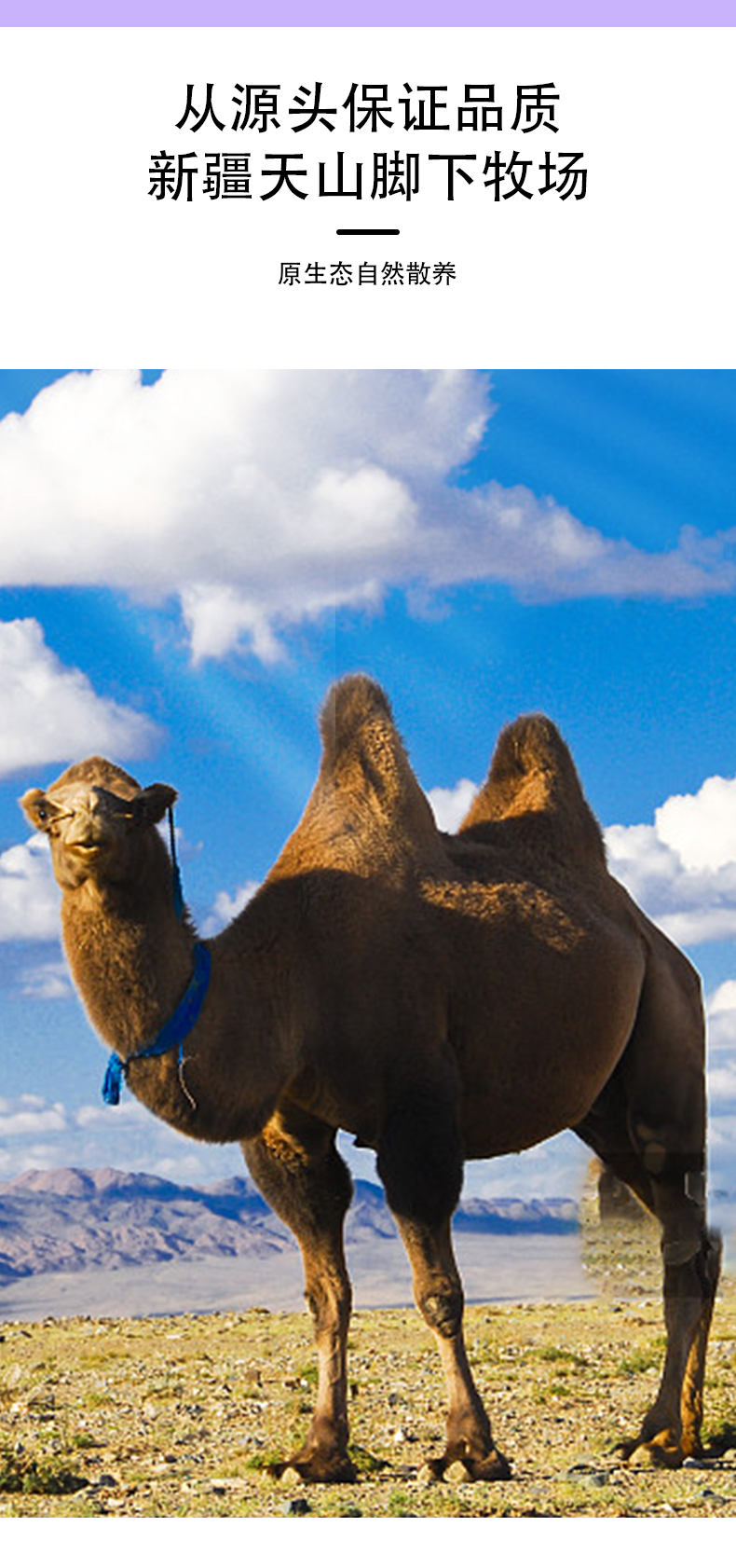 塞上傳奇300g益生菌配方駝奶粉詳情頁_03.jpg