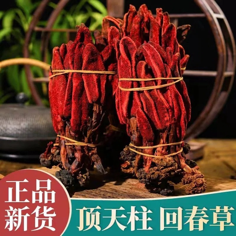 回春草 正宗不老草粉云南野生草蓯蓉粉泡 酒料煲湯泡水 批發(fā)零售.jpg