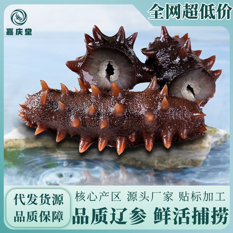 工廠直銷(xiāo) 大連冰鮮即食海參500克真空袋裝 酒店宴會(huì)專(zhuān)供食材 遼參.jpg