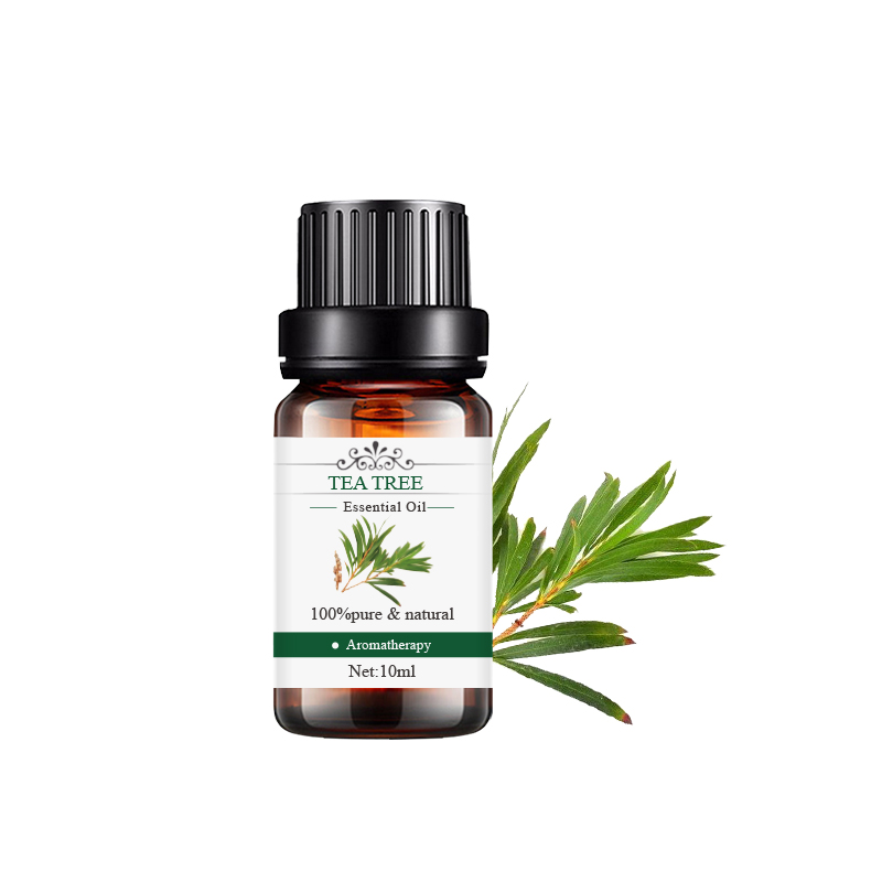 茶樹(shù) Tea tree.jpg