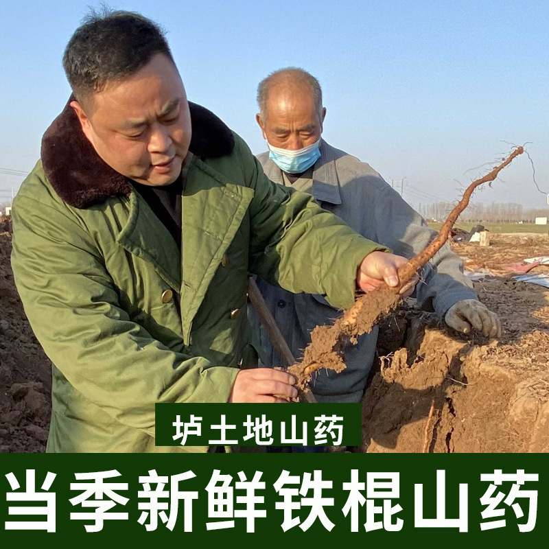 廠家批發(fā)新鮮鐵棍山藥河南特產焦作壚土鐵棍山藥溫縣鐵桿懷山藥棍1.jpg