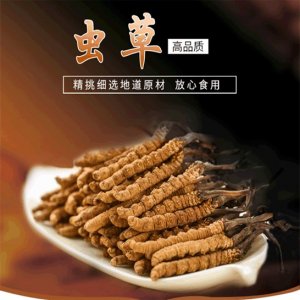 西藏蟲草干OEM/ODM定制代加工