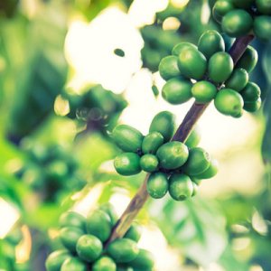 濃縮精粉綠咖啡豆粉OEM代加工