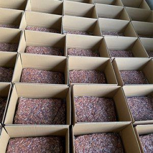 生碧根果可OEM/ODM代工