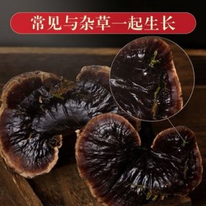 云南林下紫靈芝貼牌定制代加工