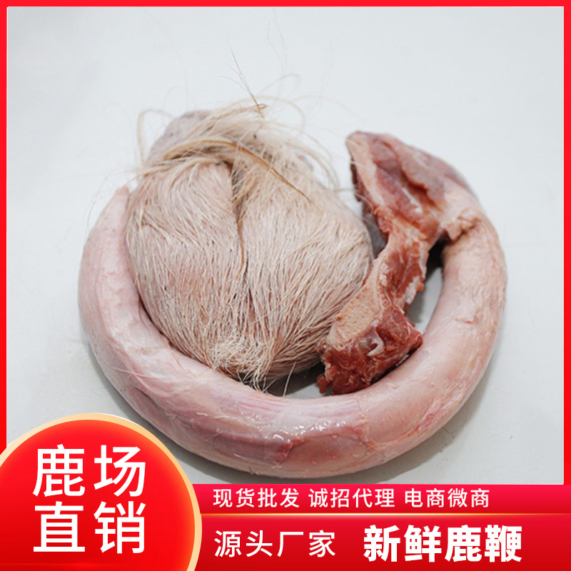 新鮮整枝種鹿發(fā)情期鹿鞭貼牌定制代加工