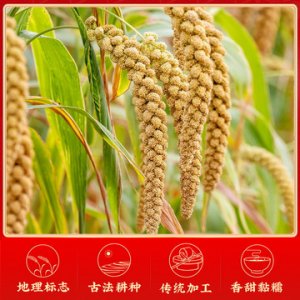 陜北米脂黃小米500g*5袋OEM/ODM代加工