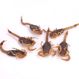 全蝎干OEM/ODM代加工