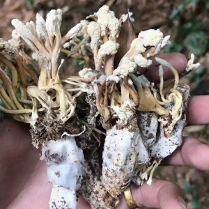 亳州市草甫藥業(yè)有限公司