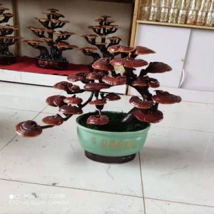 藝術(shù)靈芝盆景可OEM/ODM代工