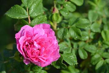 濟(jì)南鼎源玫瑰制品有限公司