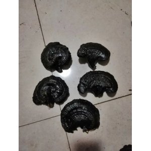無柄黑靈芝原產(chǎn)地OEM代加工