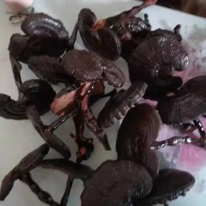 山東冠縣靈芝之鄉(xiāng)黑靈芝OEM代加工