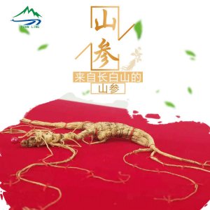 60cm整枝山參代加工貼牌OEM/ODM