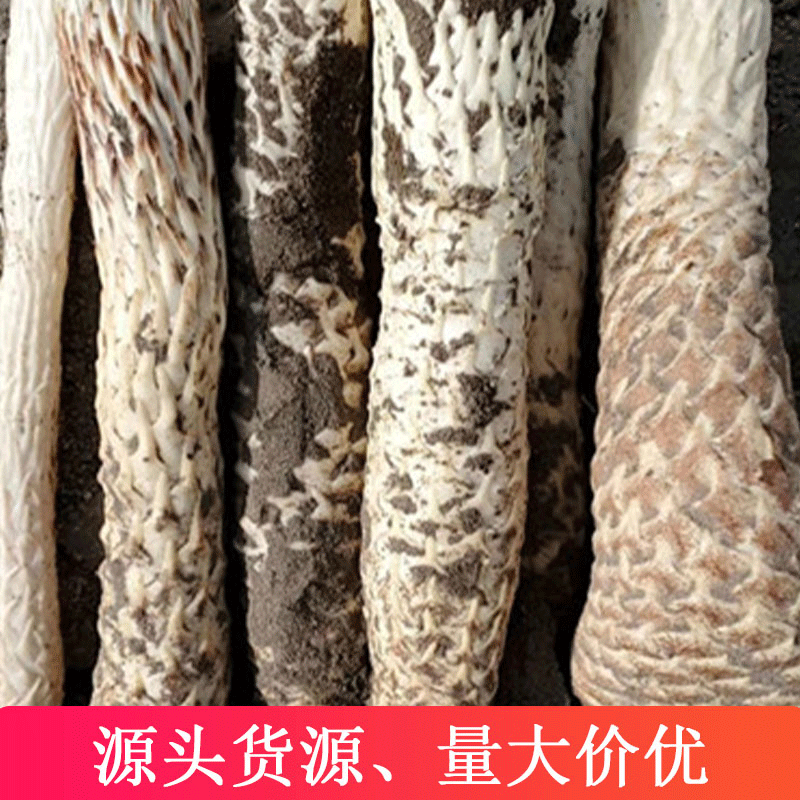 新疆源產(chǎn)地貨源新鮮肉蓯蓉干貨新新疆吐魯番產(chǎn)地新鮮肉蓯蓉OEM/ODM代加工