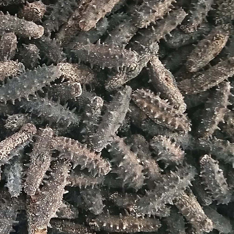 淡干海參批發(fā)可OEM/ODM代工