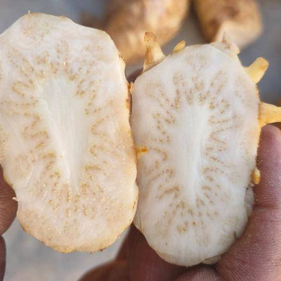 新疆特產(chǎn)吐魯番市肉蓯蓉鮮干片 肉蓯蓉片肉蓯蓉泡酒料 產(chǎn)地貨源OEM代加工