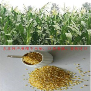 黃糯玉米碴OEM/ODM