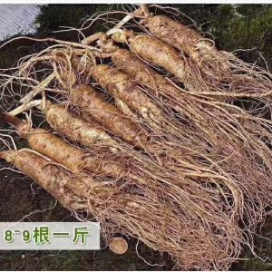 鮮參OEM/ODM代加工