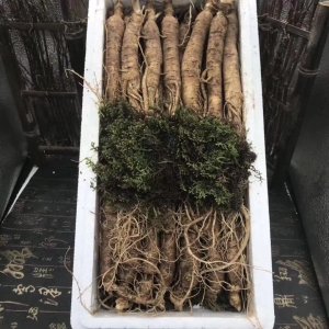 長白山特產(chǎn)鮮參貼牌OEM/ODM