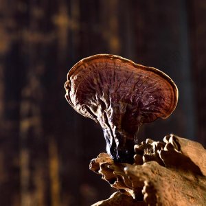 靈芝，供應(yīng)批發(fā)靈芝OEM/ODM代加工