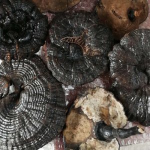 黑靈芝OEM/ODM定制代加工