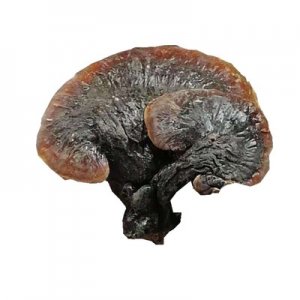 紅赤靈芝OEM/ODM定制代加工