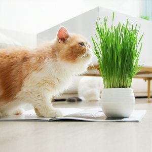 佩格小貓?zhí)枪鸒EM/ODM代加工