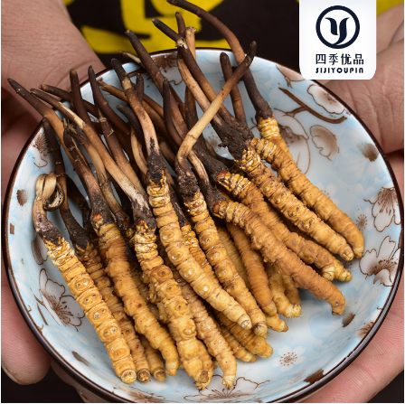 新鮮蟲草頭茬OEM貼牌代工