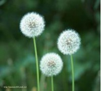 蒲公英提取物OEM代加工