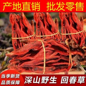 云南野生整株回春草不老草頂天柱起陽(yáng)草擎天柱男性泡酒煲湯滋補(bǔ)