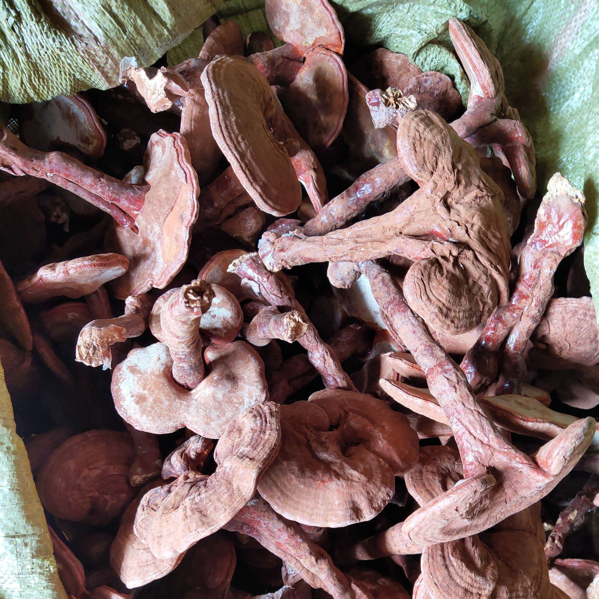 椴木靈芝OEM代加工