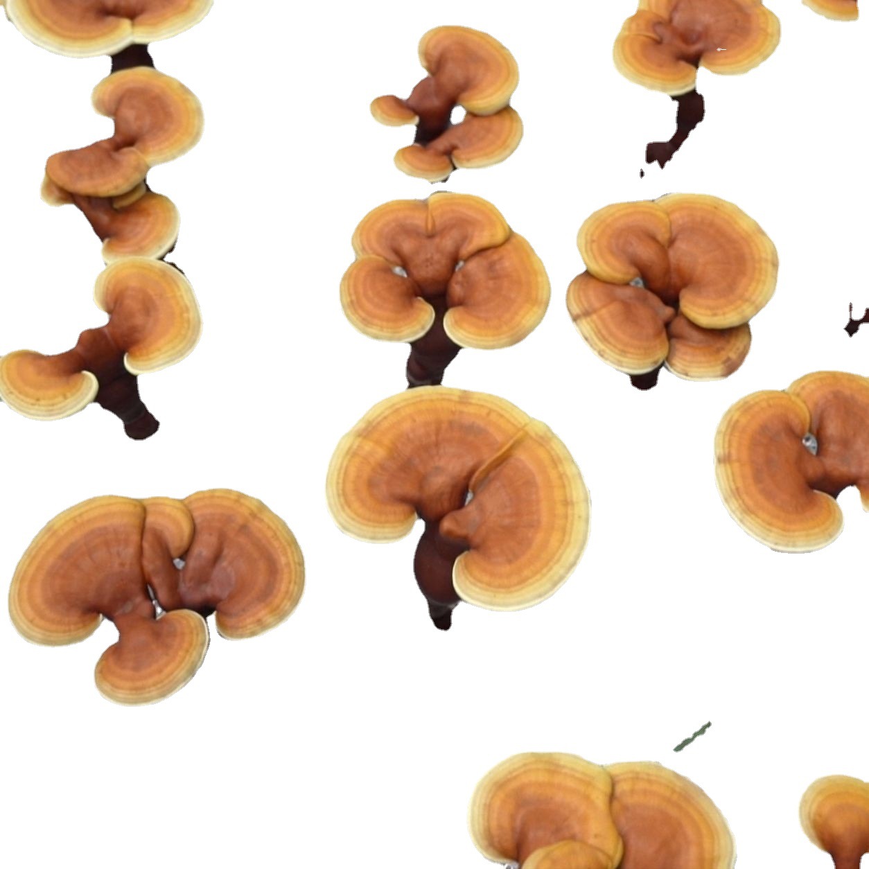 櫟木小棒靈芝OEM代加工