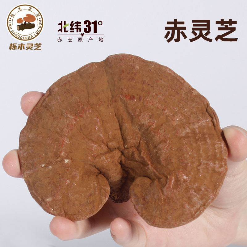 赤靈芝OEM代加工