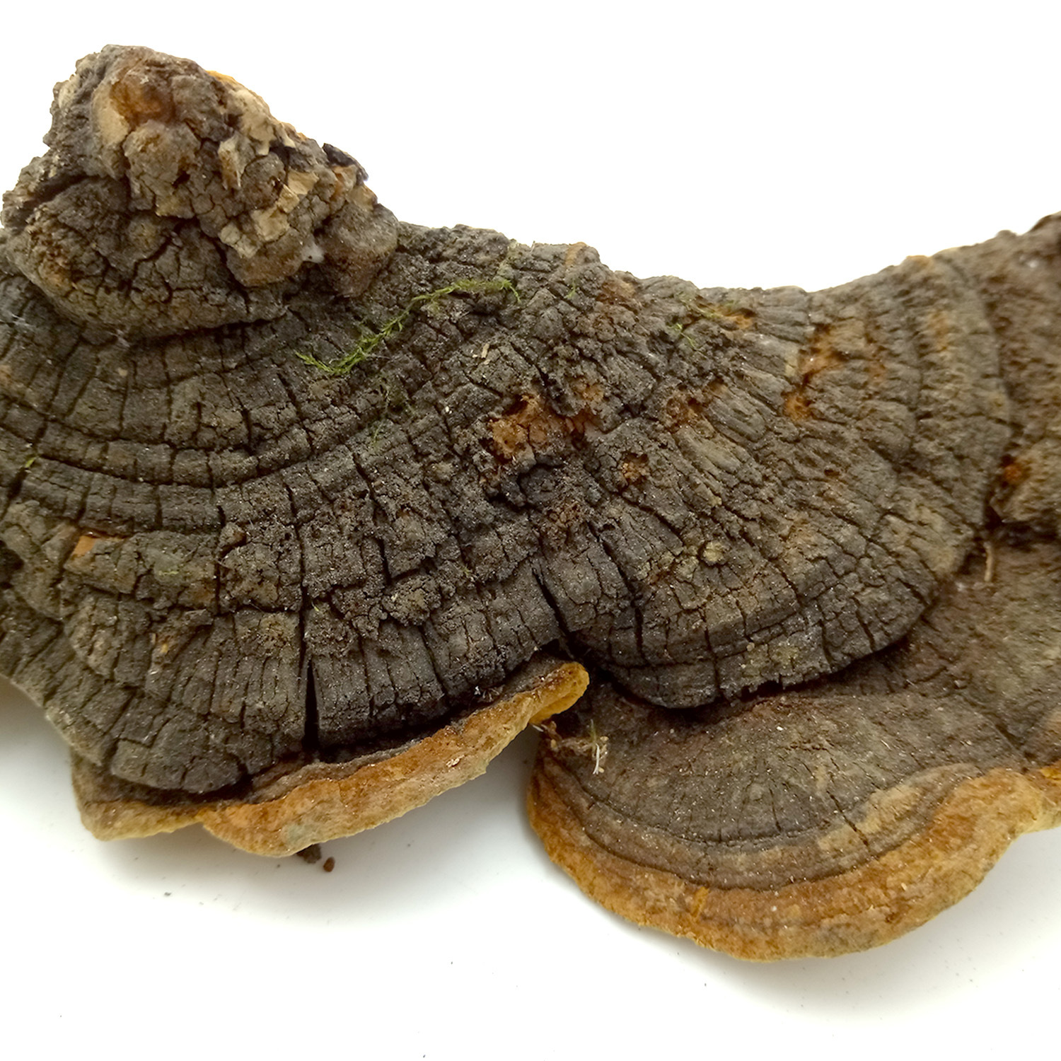 安徽省金寨縣邵氏生物科技有限公司